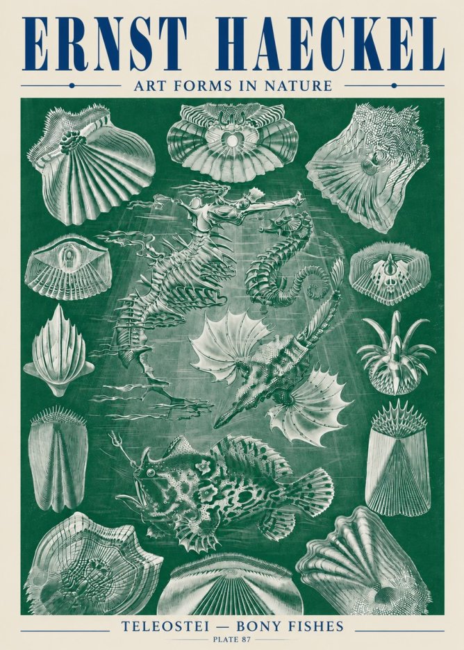 Ernst Haeckel Teleostei - Bony Fishes No5 - Plakát