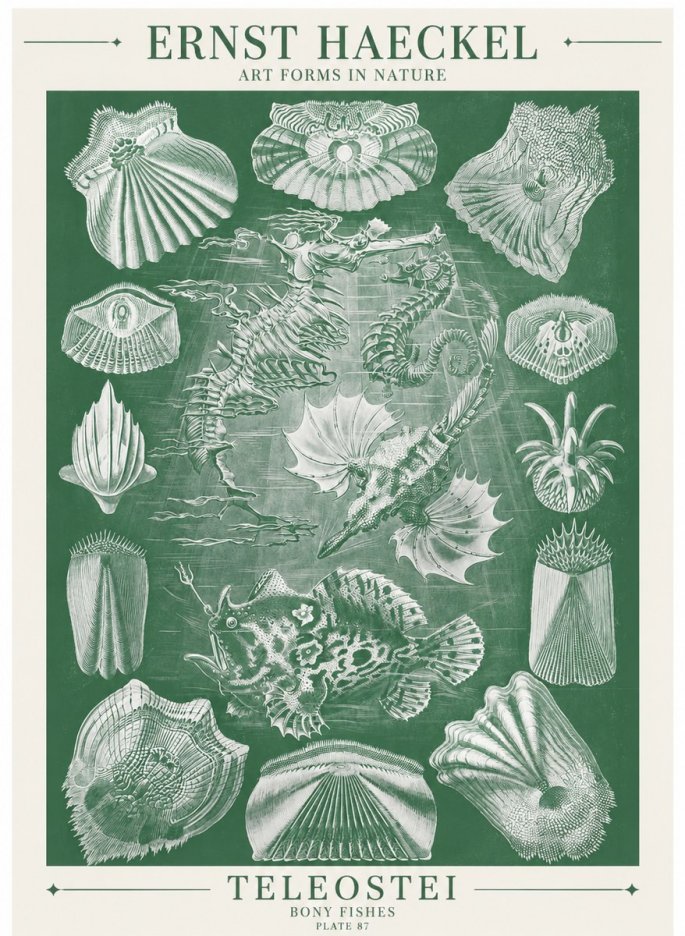 Ernst Haeckel Teleostei - Bony Fishes No6 - Plakát