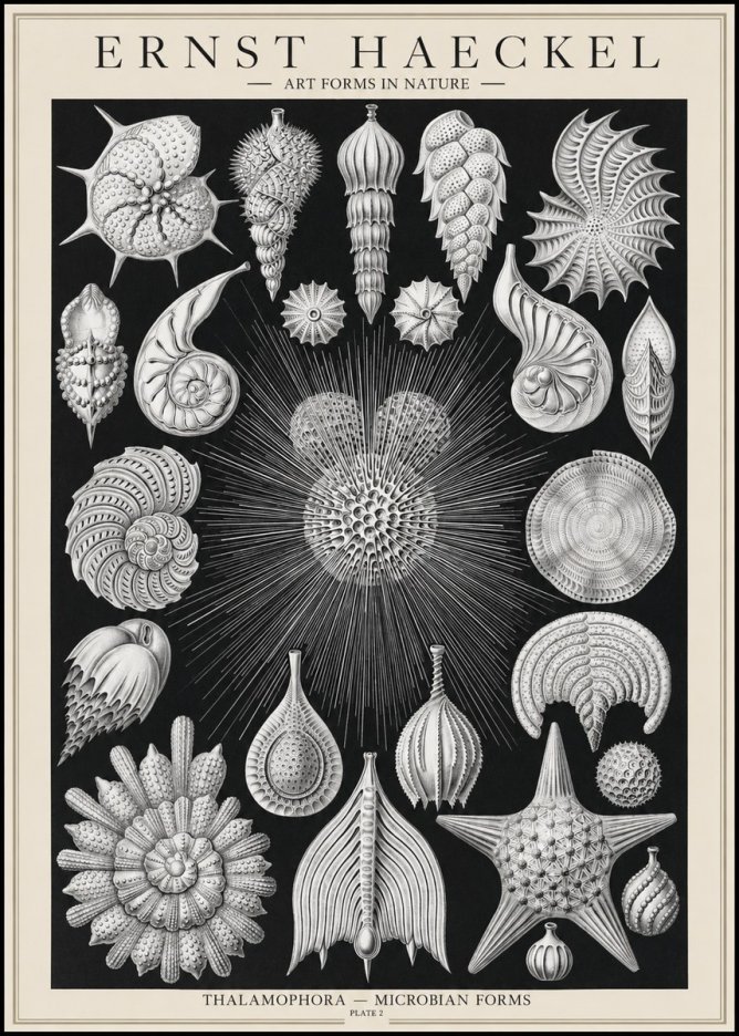 Ernst Haeckel Thalamophora - Microbian Forms - Plate 2 No1 - Plakát