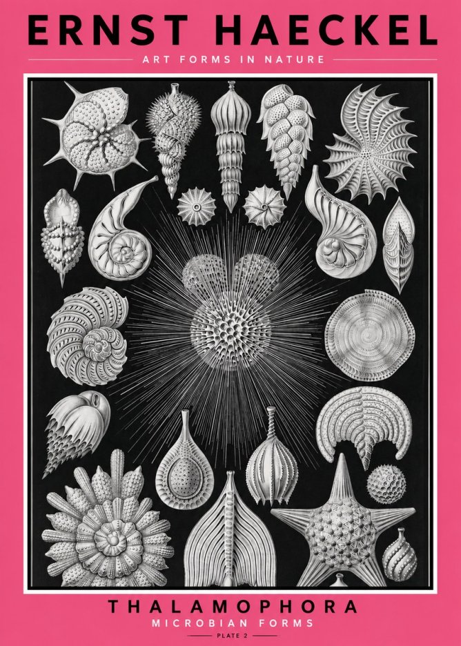 Ernst Haeckel Thalamophora - Microbian Forms - Plate 2 No2 - Plakát