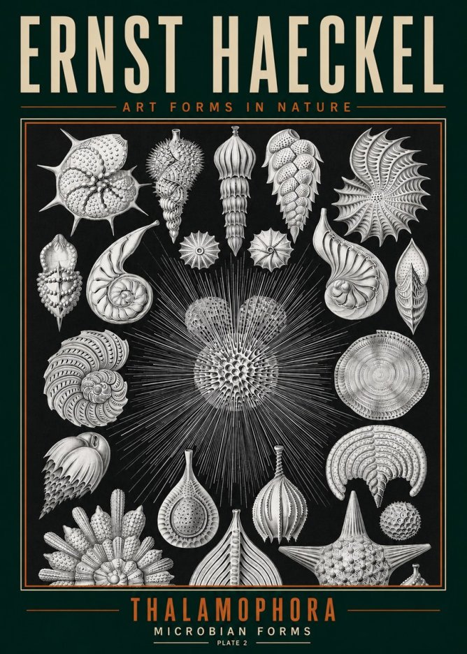 Ernst Haeckel Thalamophora - Microbian Forms - Plate 2 No3 - Plakát