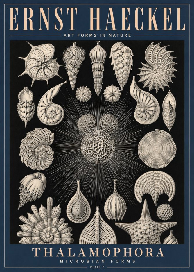 Ernst Haeckel Thalamophora - Microbian Forms - Plate 2 No4 - Plakát