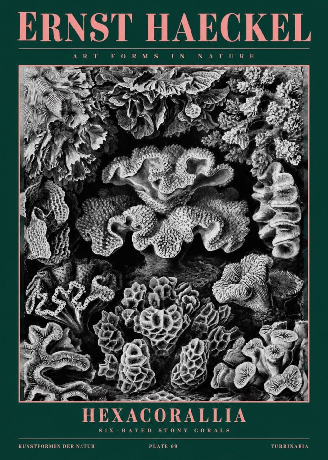 Ernst Haeckel Hexacorallia No2 - Plakát