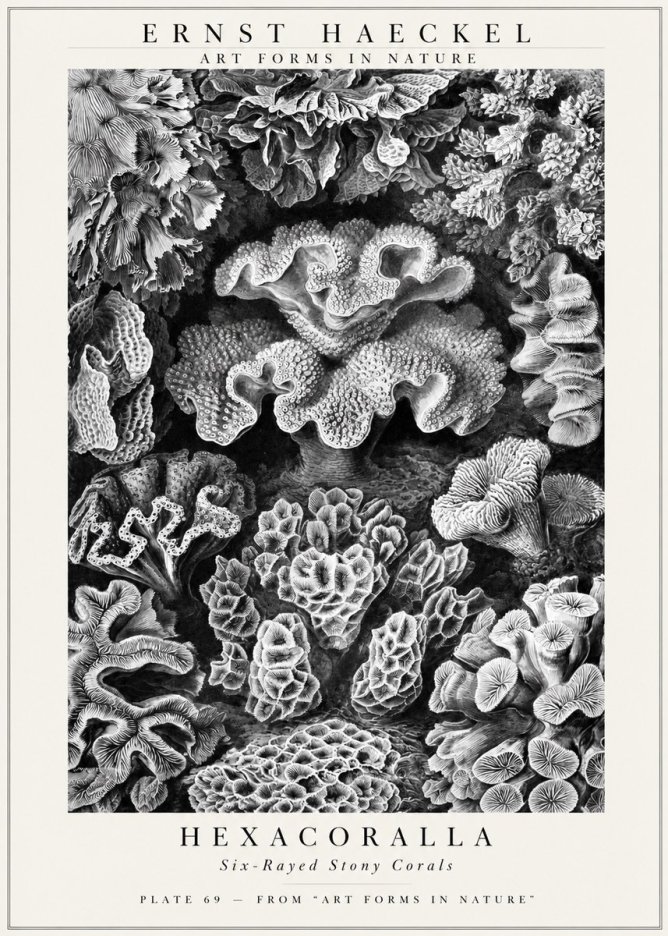 Ernst Haeckel Hexacorallia No3 - Plakát