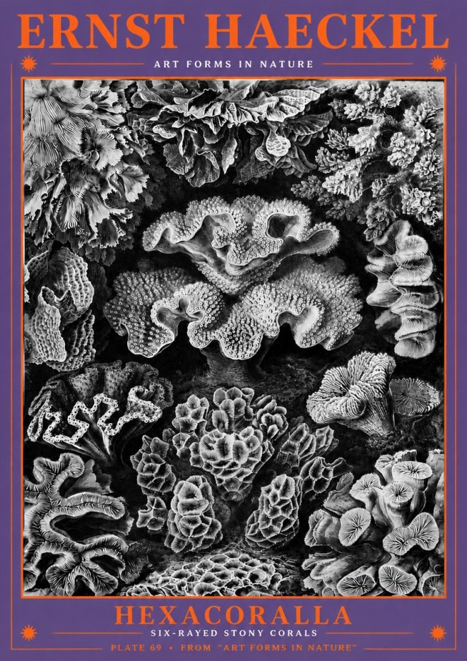 Ernst Haeckel Hexacorallia No6 - Plakát