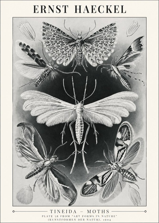 Ernst Haeckel Tineida - Moths No1 - Plakát