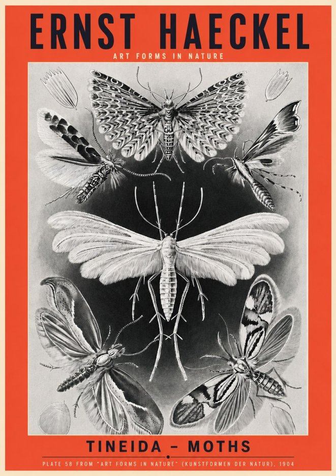 Ernst Haeckel Tineida - Moths No3 - Plakát