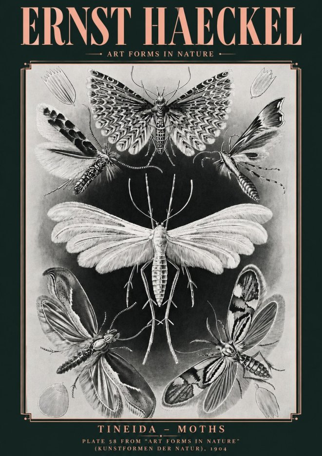 Ernst Haeckel Tineida - Moths No4 - Plakát