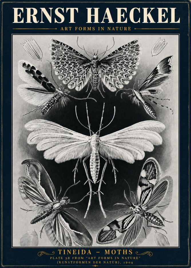 Ernst Haeckel Tineida - Moths No5 - Plakát