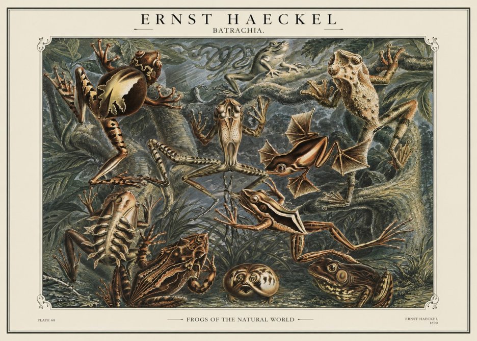 Ernst Haeckel Frogs of the Natural World No1 - Plakát