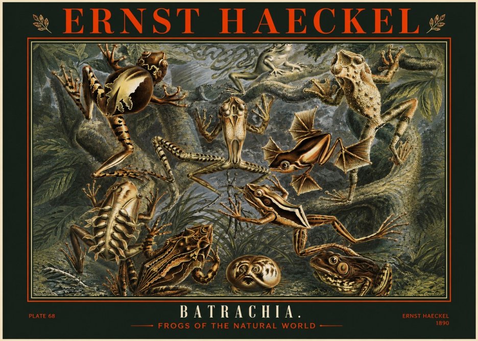 Ernst Haeckel Frogs of the Natural World No2 - Plakát