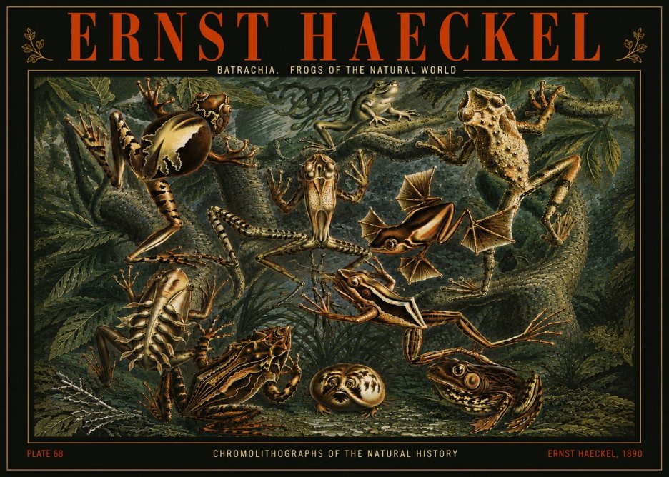 Ernst Haeckel Frogs of the Natural World No5 - Plakát