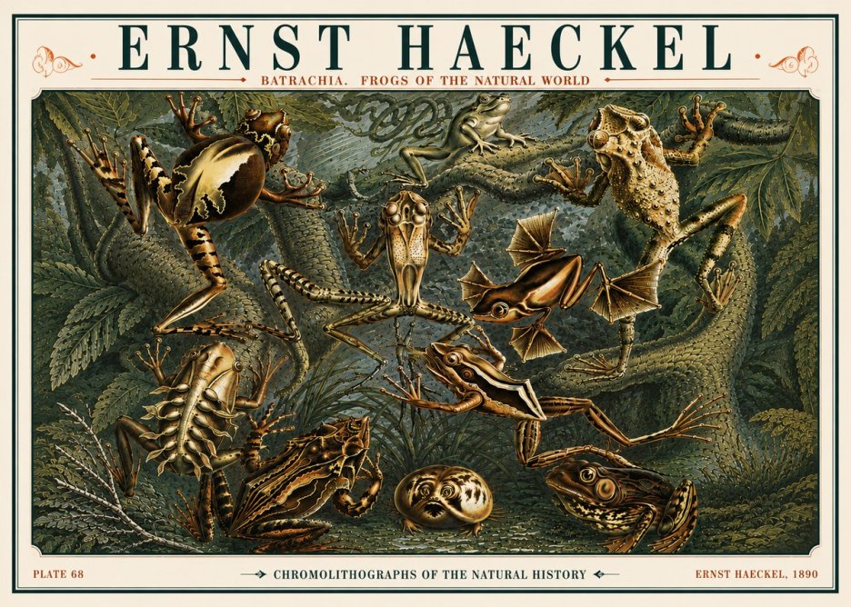 Ernst Haeckel Frogs of the Natural World No6 - Plakát