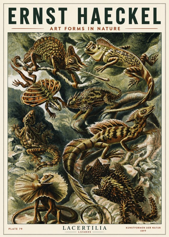 Ernst Haeckel Lacertilia Lizards No5 - Plakát