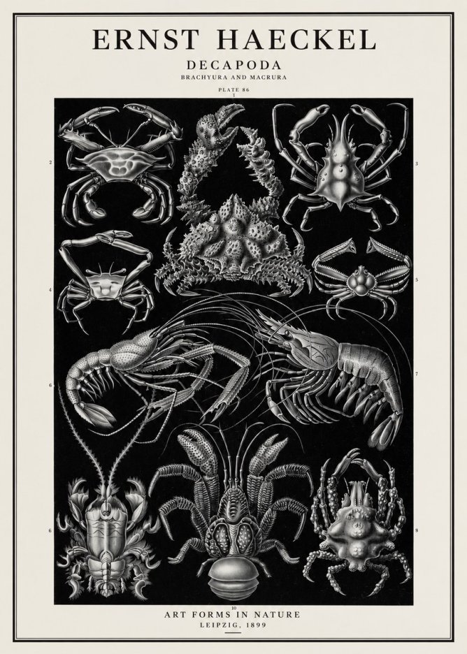 Ernst Haeckel Decapoda Brachyura and Macrura Plate 86 No1 - Plakát