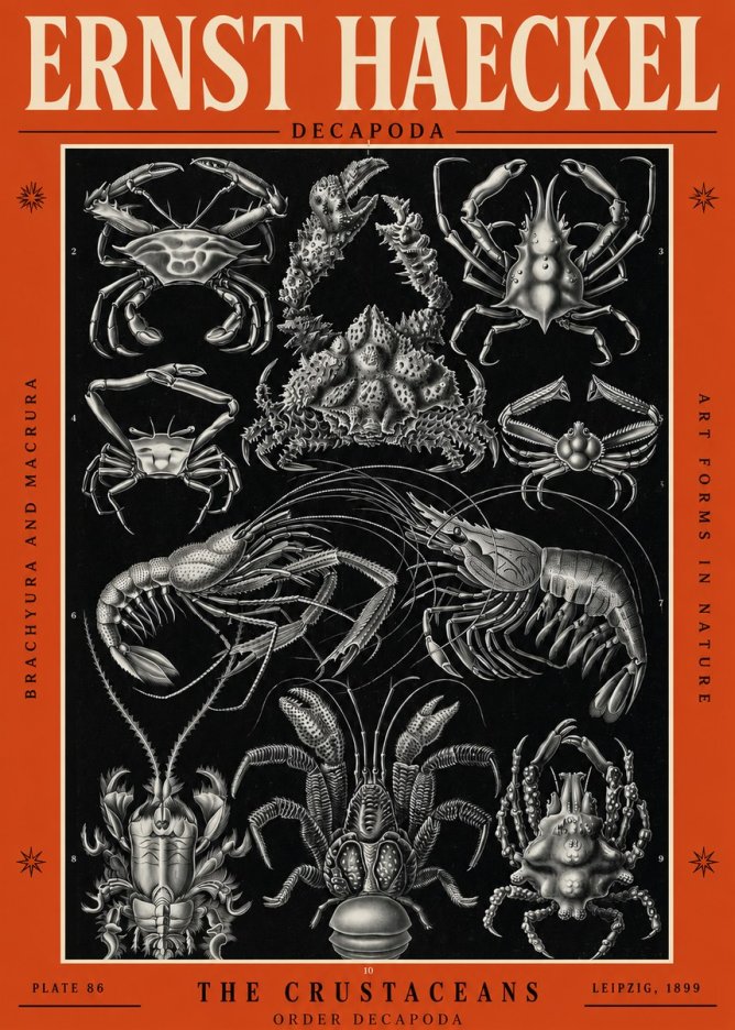 Ernst Haeckel Decapoda Brachyura and Macrura Plate 86 No2 - Plakát