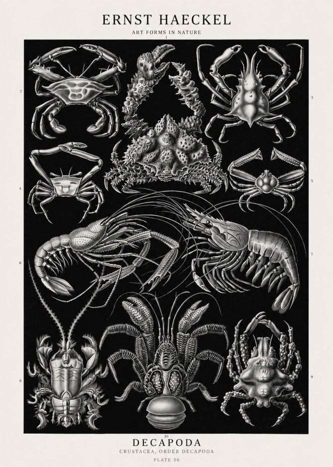 Ernst Haeckel Decapoda Brachyura and Macrura Plate 86 No3 - Plakát
