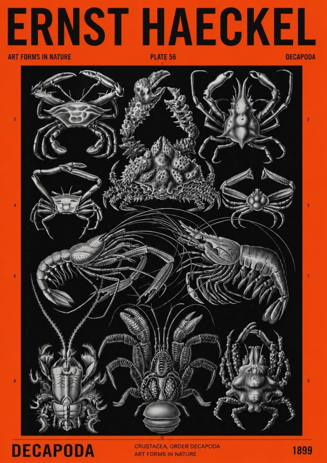 Ernst Haeckel Decapoda Brachyura and Macrura Plate 86 No4 - Plakát