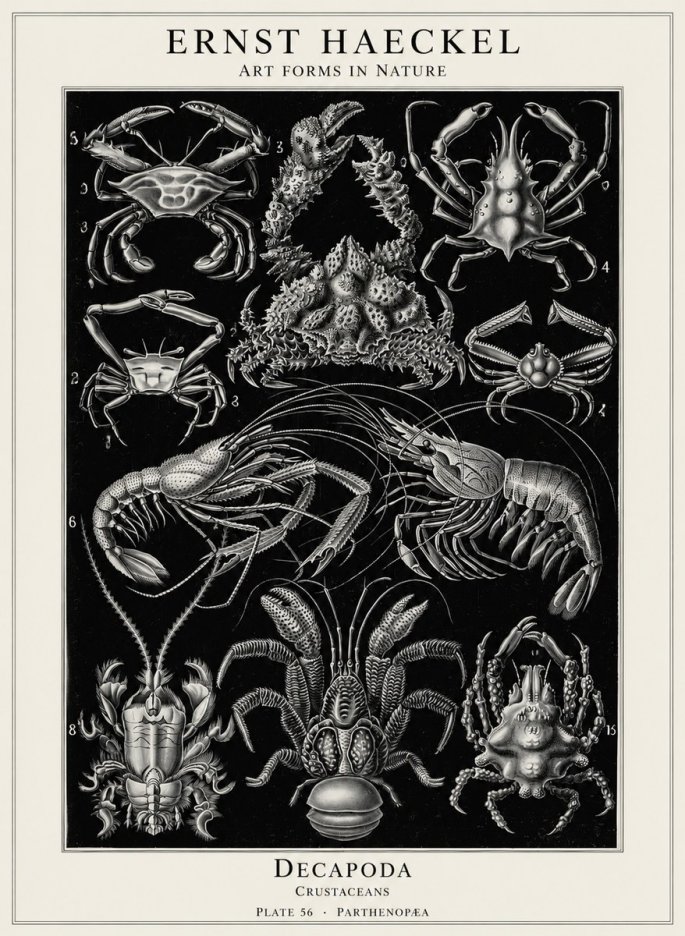 Ernst Haeckel Decapoda Brachyura and Macrura Plate 86 No5 - Plakát