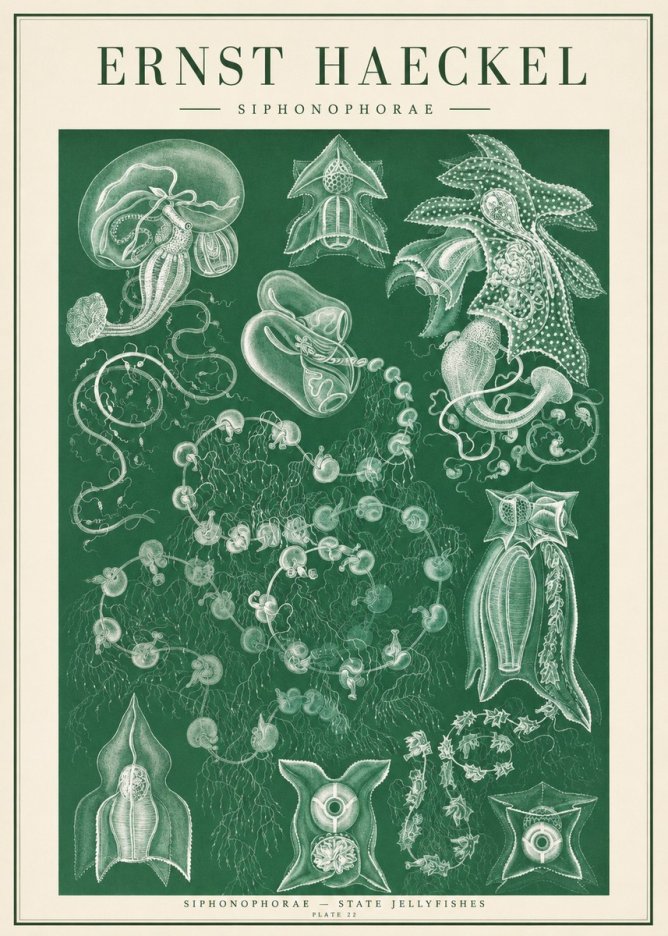 Ernst Haeckel Siphonophorae. — Statequallen. Plate 17 No2 - Plakát