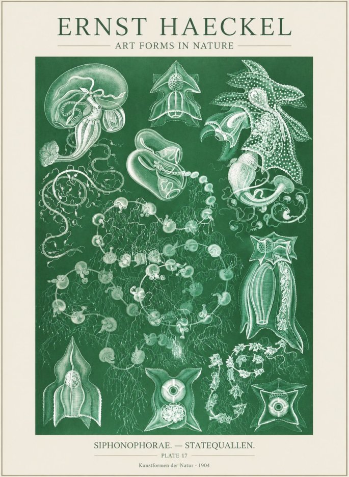 Ernst Haeckel Siphonophorae. — Statequallen. Plate 17 No3 - Plakát