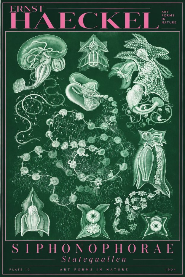 Ernst Haeckel Siphonophorae. — Statequallen. Plate 17 No5 - Plakát