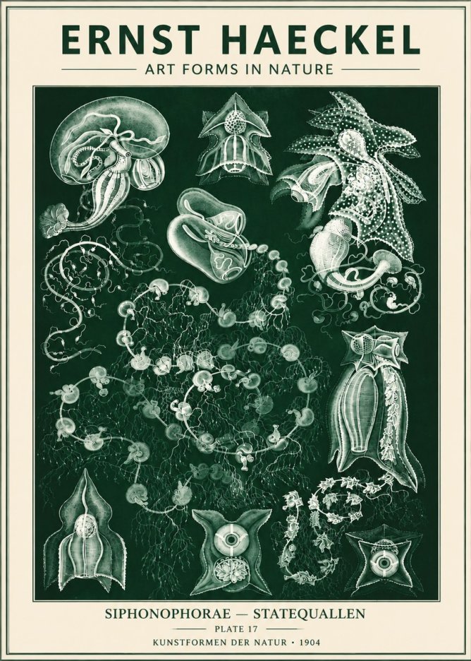 Ernst Haeckel Siphonophorae. — Statequallen. Plate 17 No6 - Plakát