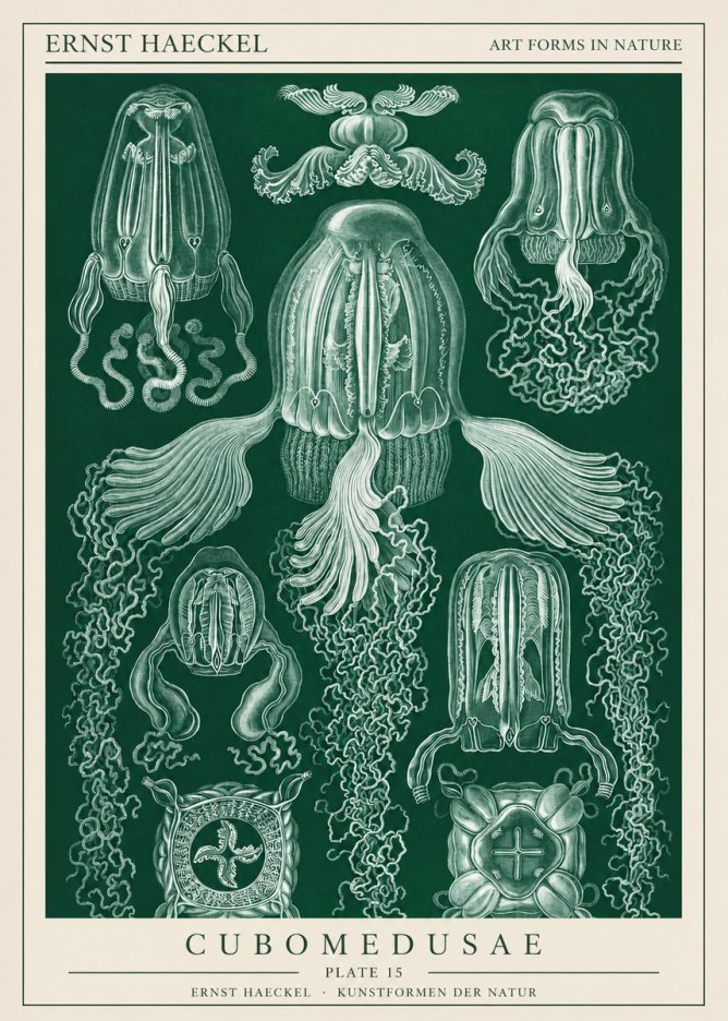 Ernst Haeckel Cubomedusae No1 - Plakát