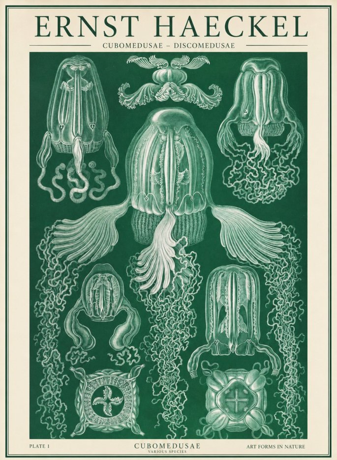 Ernst Haeckel Cubomedusae No2 - Plakát