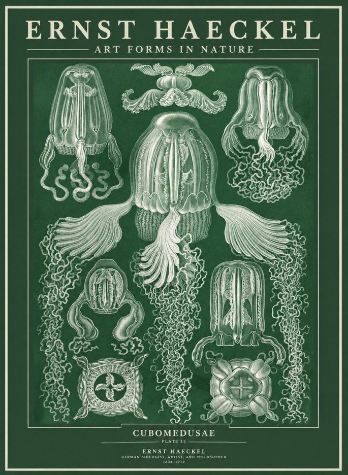 Ernst Haeckel Cubomedusae No3 - Plakát