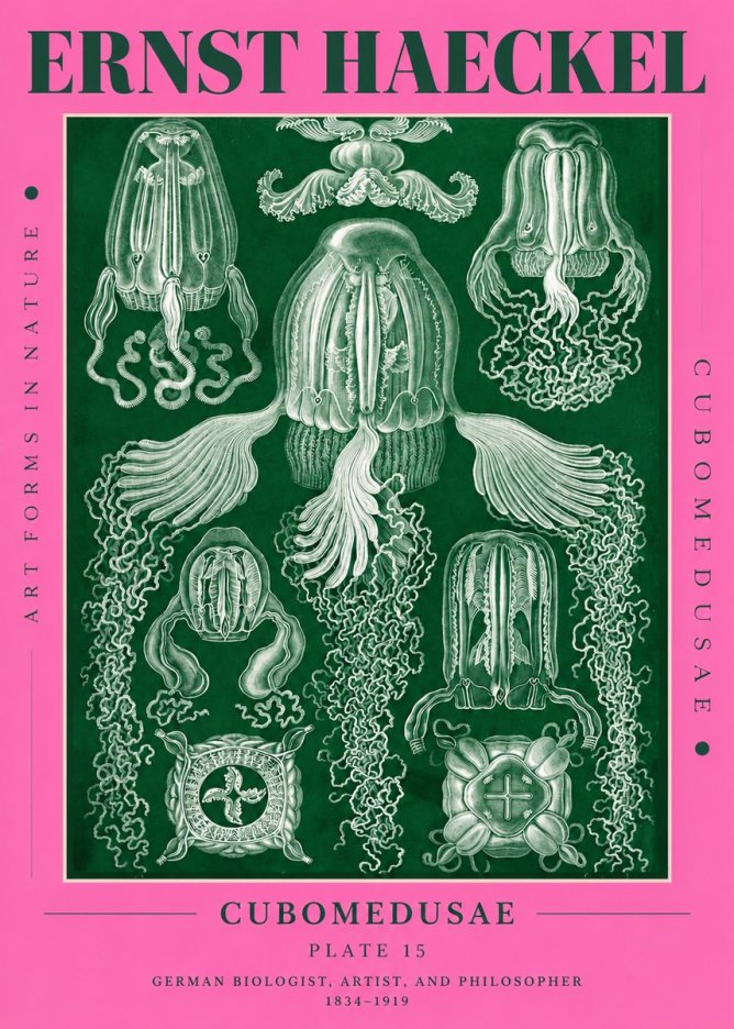Ernst Haeckel Cubomedusae No4 - Plakát
