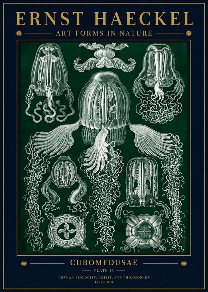 Ernst Haeckel Cubomedusae No5 - Plakát