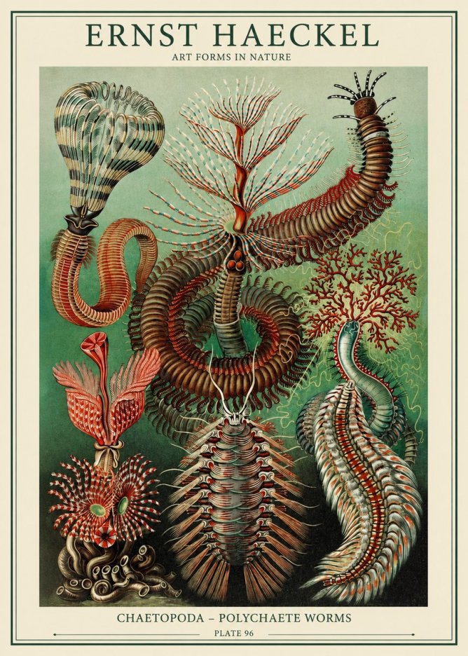 Ernst Haeckel Chaetopoda – Polychaete Worms No1 - Plakát