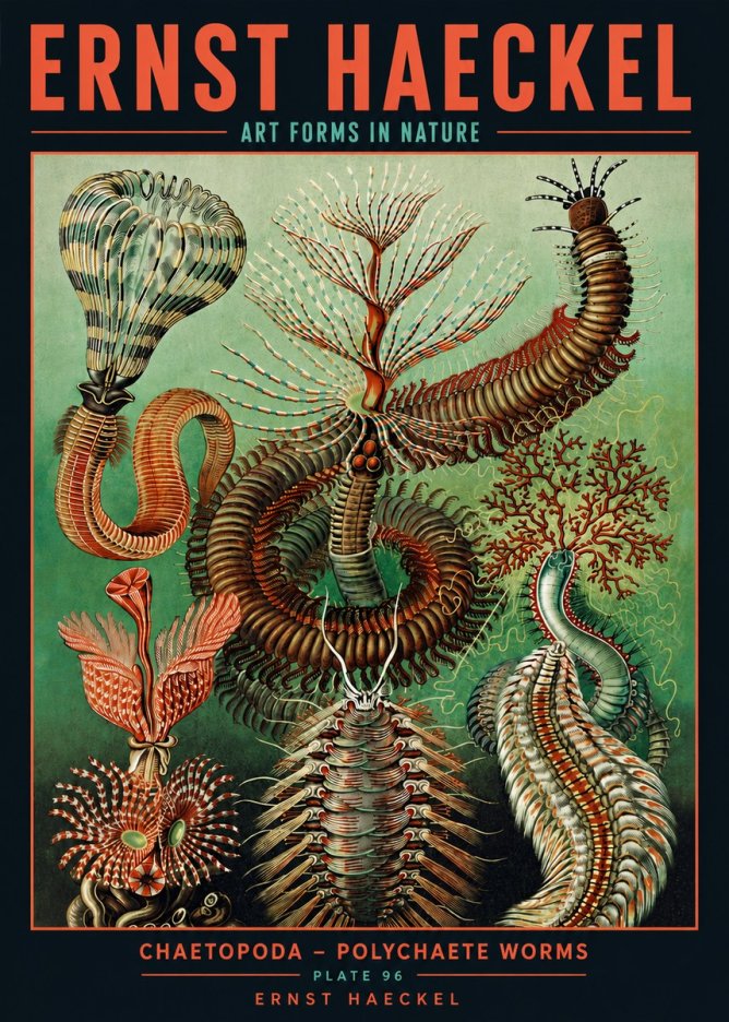 Ernst Haeckel Chaetopoda – Polychaete Worms No5 - Plakát