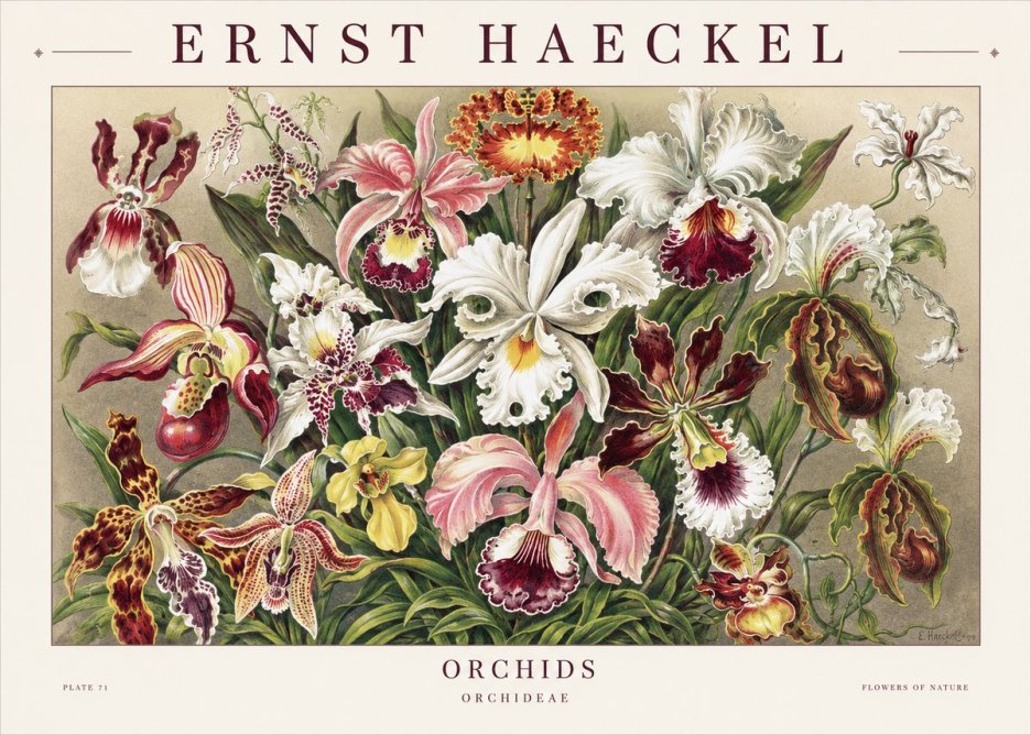 Ernst Haeckel Orchids No1 - Plakát