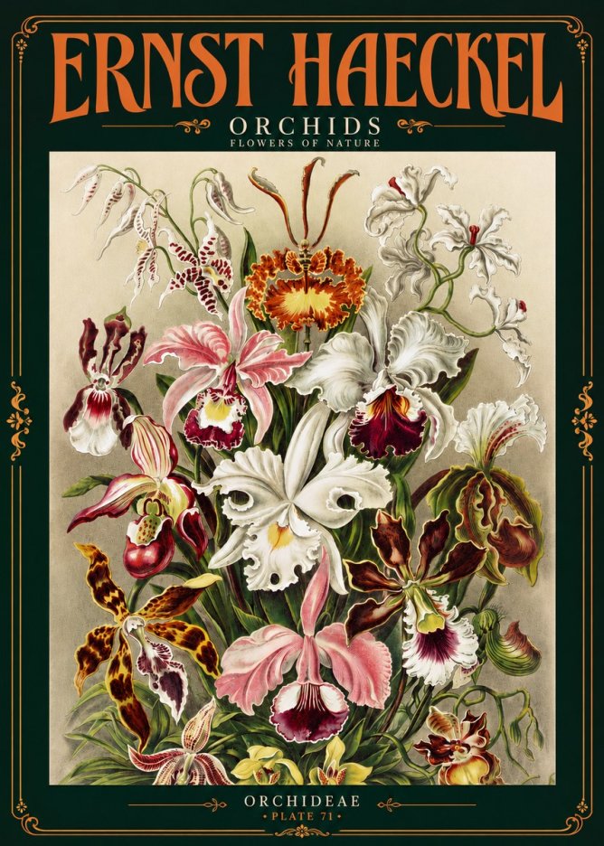Ernst Haeckel Orchids No4 - Plakát