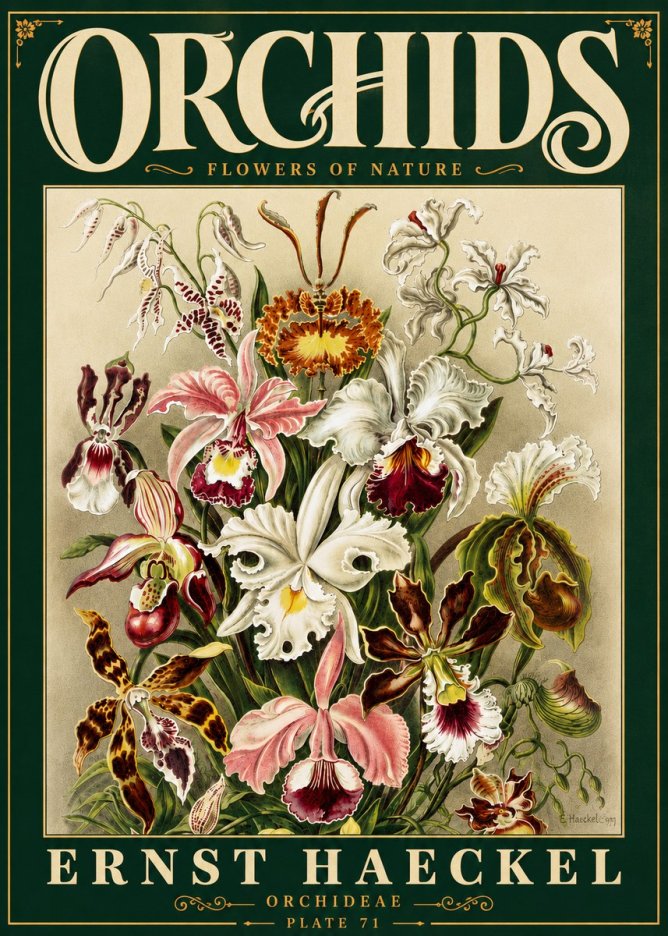 Ernst Haeckel Orchids No6 - Plakát