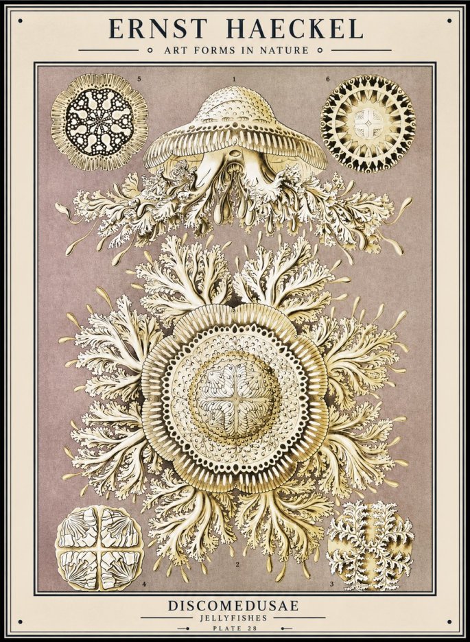 Ernst Haeckel Discomedusae No1 - Plakát