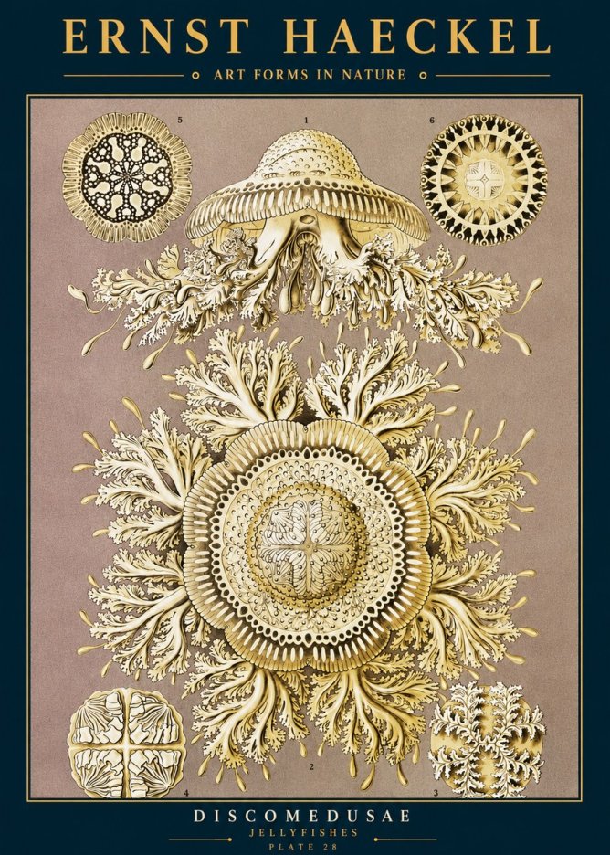 Ernst Haeckel Discomedusae No2 - Plakát
