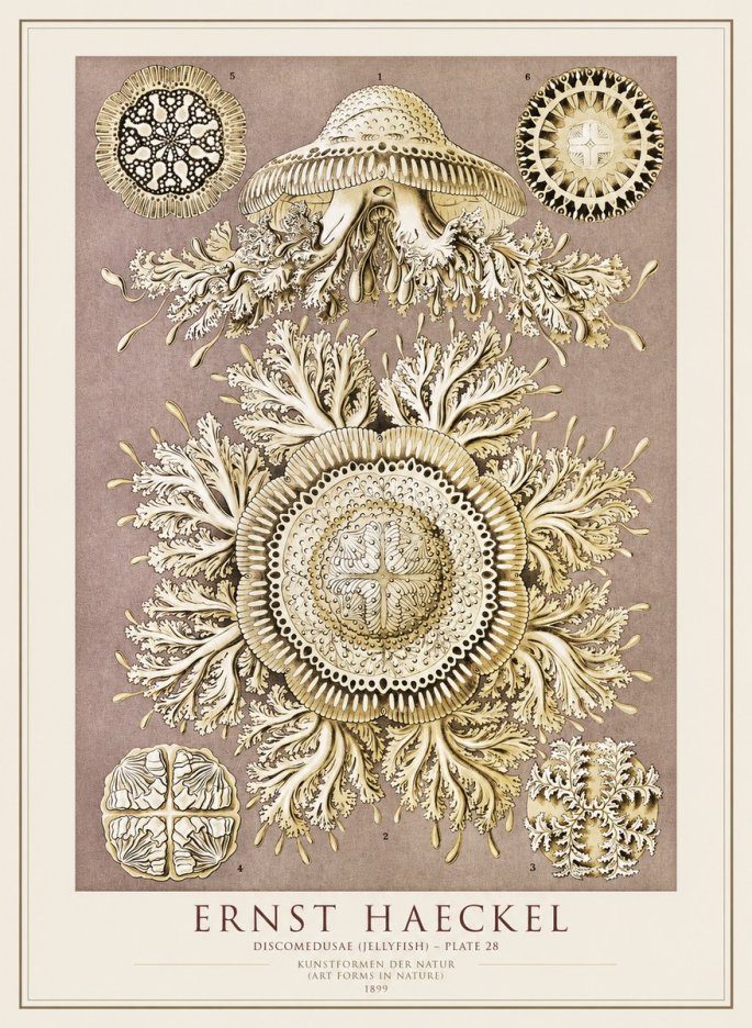 Ernst Haeckel Discomedusae No4 - Plakát