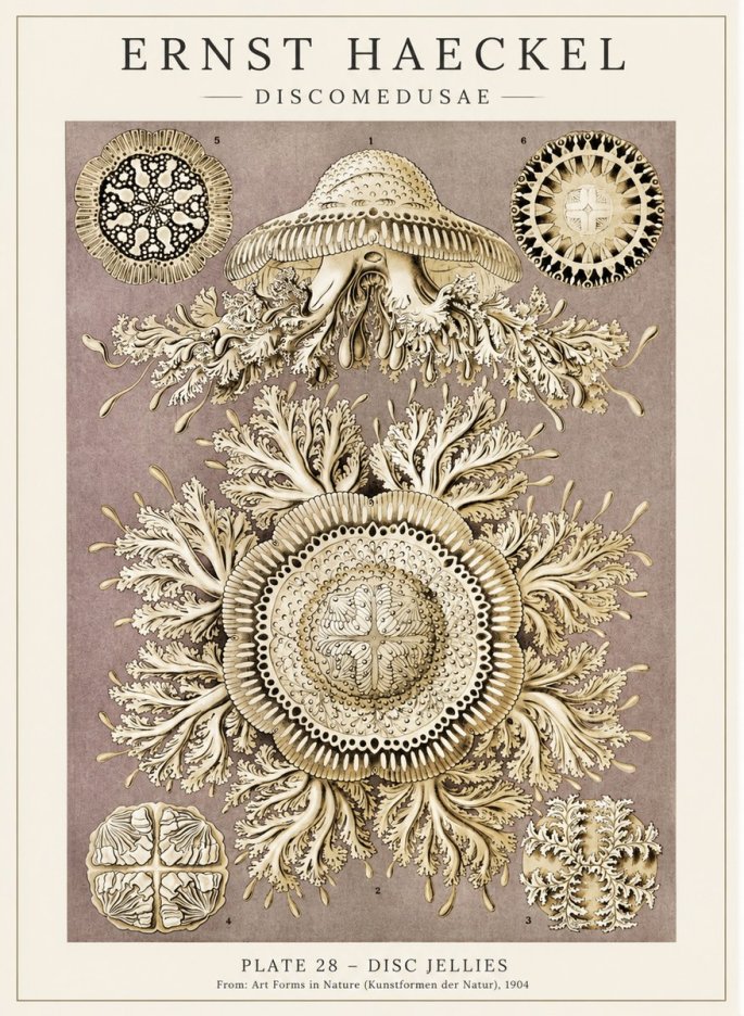 Ernst Haeckel Discomedusae No5 - Plakát