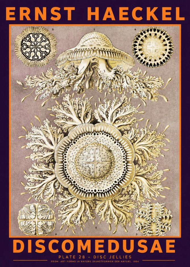 Ernst Haeckel Discomedusae No6 - Plakát