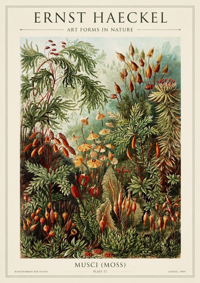 Ernst Haeckel Musci (Moss) No1 - Plakát