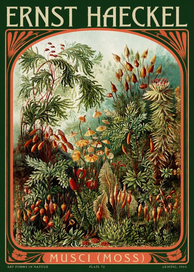 Ernst Haeckel Musci (Moss) No2 - Plakát