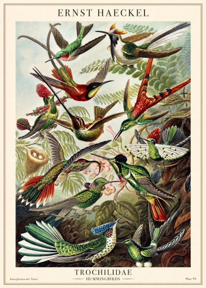 Ernst Haeckel Trochilidae - Hummingbirds No1 - Plakát