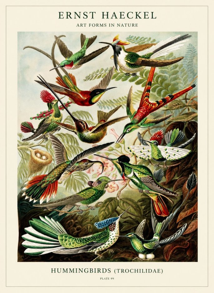 Ernst Haeckel Trochilidae - Hummingbirds No3 - Plakát