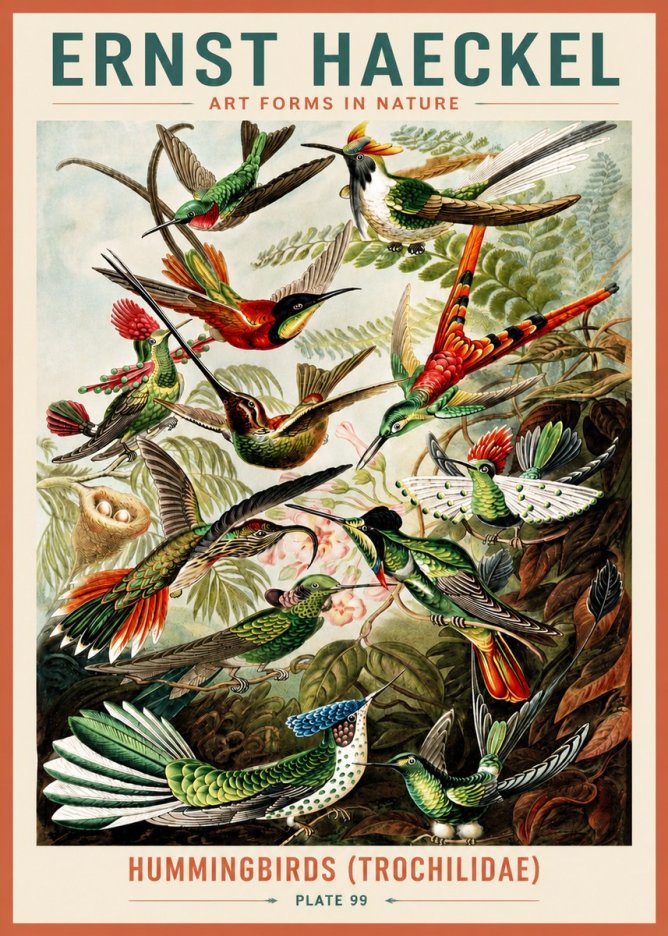 Ernst Haeckel Trochilidae - Hummingbirds No5 - Plakát