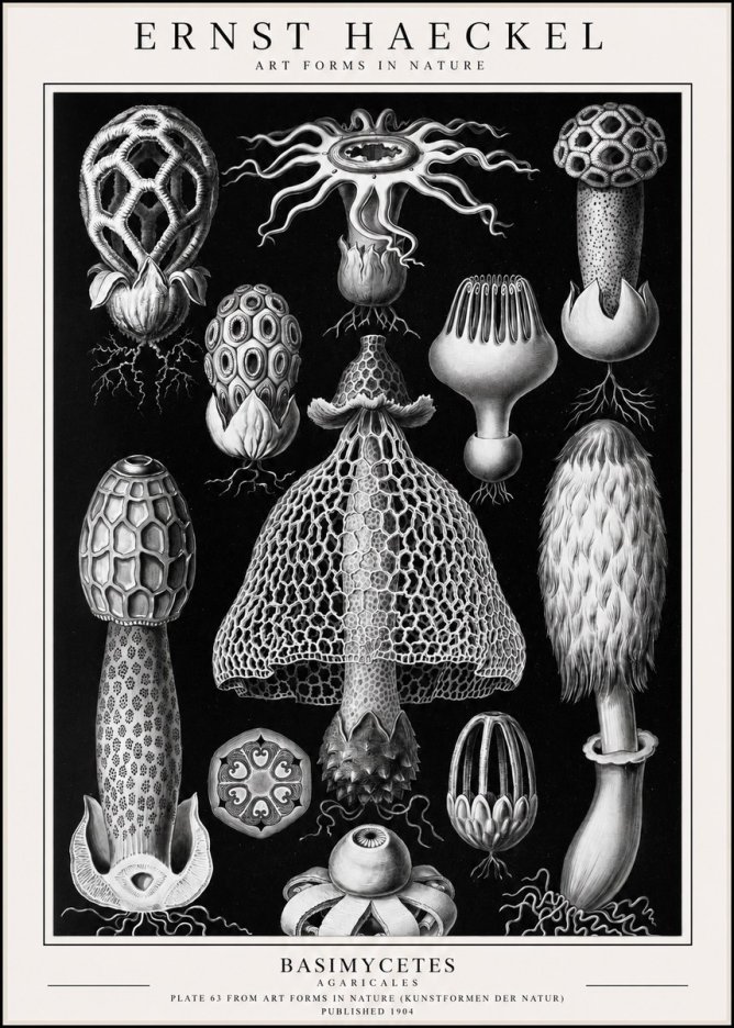 Ernst Haeckel Basimycetes Agaricales No1 - Plakát
