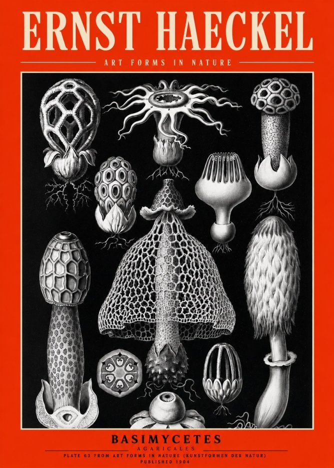 Ernst Haeckel Basimycetes Agaricales No2 - Plakát