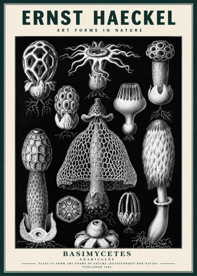 Ernst Haeckel Basimycetes Agaricales No3 - Plakát
